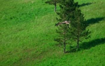 Stock Video Hawk Flying In The Meadow Animated Wallpaper