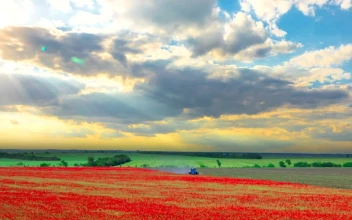 Stock Video Harvesting A Red Flower Field Animated Wallpaper