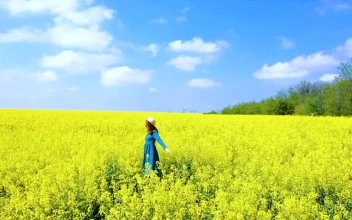 Stock Video Happy Woman Spinning On A Flower Field Animated Wallpaper
