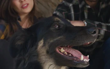 Stock Video Happy Couple Petting Their Dog 4273 Animated Wallpaper