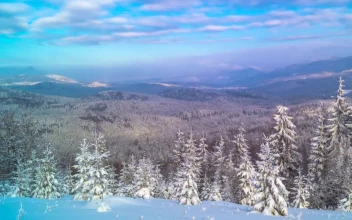 Stock Video Landscape Of The Winter Montain Forest Animated Wallpaper