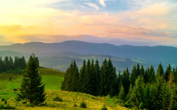 Stock Video Landscape Of The Mountains With A Pine Forest Animated Wallpaper