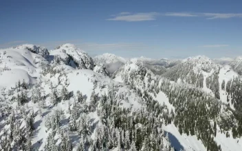 Stock Video Landscape Of Snow Covered Mountain And Pines Animated Wallpaper