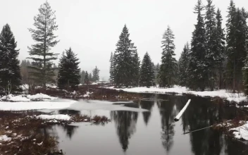 Stock Video Landscape Of A Snowy Forest With A River Animated Wallpaper