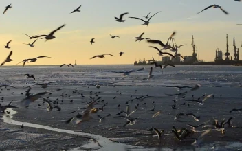 Stock Video Landing At Low Tide Animated Wallpaper