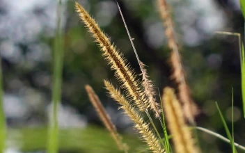 Stock Video Lalang Flowers In The Wild Animated Wallpaper