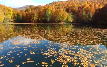 Stock Video Lake With Autumn Leaves Animated Wallpaper