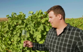 Stock Video Man Holding A Glass Of Wine In A Vineyard Animated Wallpaper