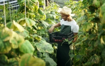 Stock Video Man Gathers Vegetables In Greenhouse Animated Wallpaper