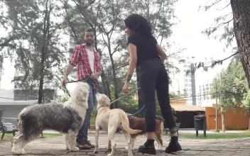 Stock Video Man And Woman Chatting In A Park With Their Dogs Animated Wallpaper