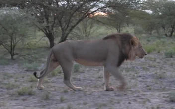 Stock Video Male Lion Walking In The Savanna Animated Wallpaper
