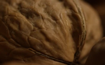 Stock Video Macro Shot Off At Walnuts In The Shell Animated Wallpaper
