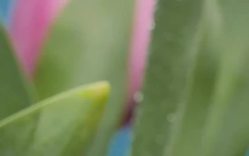 Stock Video Macro Close Up Of Tulips Animated Wallpaper