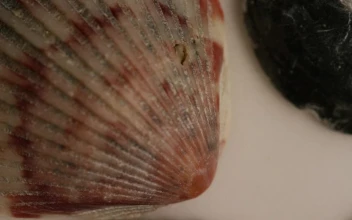 Stock Video Macro Close Up Of Sea Shells Texture Animated Wallpaper