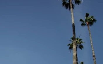 Stock Video Low View Of Two Palm Trees Under Clear Blue Sky Animated Wallpaper