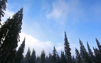 Stock Video Low View Of The Sky From A Forest With Pine Animated Wallpaper