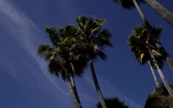 Stock Video Low View Of Some Palm Trees Moved By The Wind Animated Wallpaper