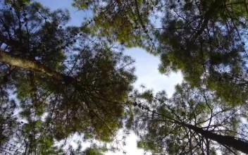 Stock Video Low Spinning Shot Of Some Trees In A Forest Animated Wallpaper