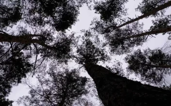 Stock Video Low Spinning Shot Of Silhouettes Of Large Trees Animated Wallpaper