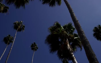 Stock Video Low Shot Of Tall Palm Trees And Blue Sky Animated Wallpaper