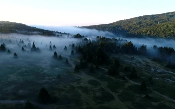 Stock Video Low Mist Hanging Over A Forest Animated Wallpaper