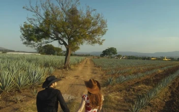 Stock Video Loving Couple Walking Through A Huge Maguey Field Animated Wallpaper