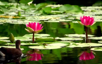 Stock Video Lotus Flowers And Ducks On A Calm Lake Animated Wallpaper