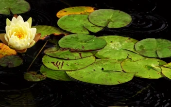 Stock Video Lotus Flowers And Leaves In A Lake Animated Wallpaper
