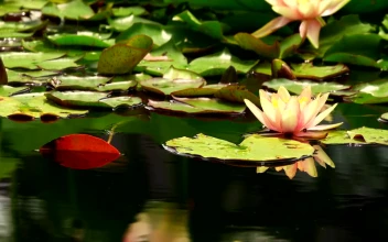 Stock Video Lotus Flower Floating In A Pond Animated Wallpaper