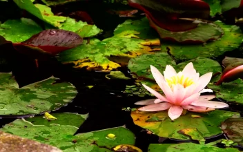 Stock Video Lotus Flower And Green Leaves Floating Animated Wallpaper