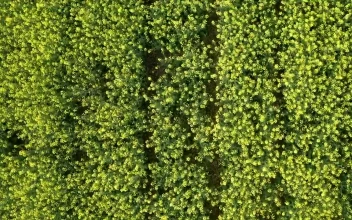 Stock Video Looking Down Over Thick Crops Animated Wallpaper