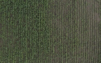 Stock Video Looking Down Over A Corn Field Animated Wallpaper