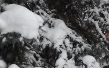 Stock Video Looking Around As Heavy Snow Falls Animated Wallpaper