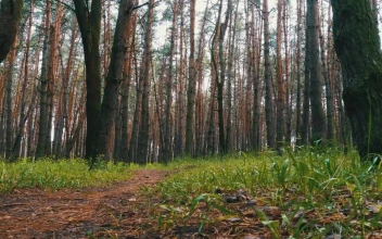 Stock Video Lonely Path In A Green Forest Animated Wallpaper
