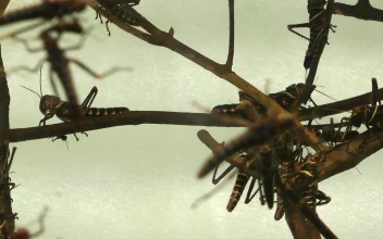 Stock Video Locusts Perched On Branches Animated Wallpaper