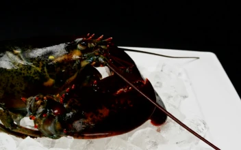 Stock Video Lobster On Ice Before Cooking Animated Wallpaper