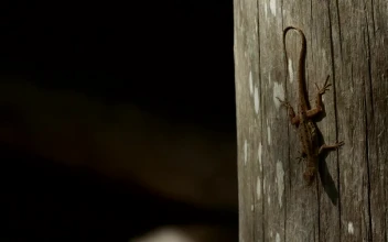 Stock Video Lizard Perched On A Log Animated Wallpaper