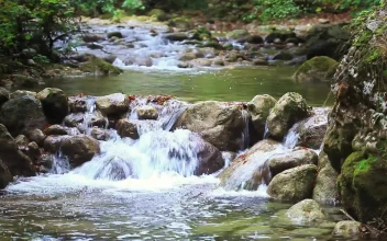 Stock Video Little Rocky River In The Woods Animated Wallpaper