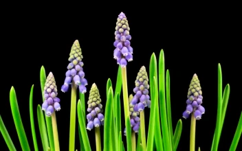 Stock Video Little Purple Flowers Growing Animated Wallpaper