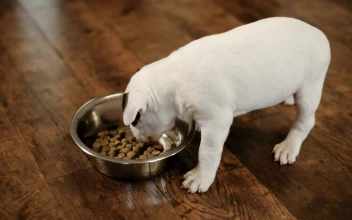 Stock Video Little Puppies Eating Animated Wallpaper