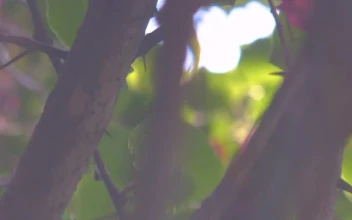 Stock Video Little Pink Flowers On A Tree Animated Wallpaper