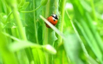 Stock Video Little Ladybug Walking Through Grass Animated Wallpaper