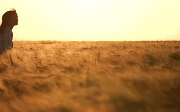 Stock Video Little Girl Runs Freely Across Field Of Wheat At Sunset Animated Wallpaper
