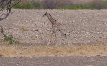Stock Video Little Giraffe Looking For Food Animated Wallpaper