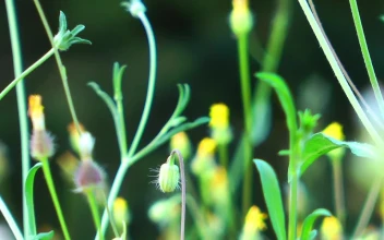 Stock Video Little Flowers Sprouting Moved Through The Air Animated Wallpaper