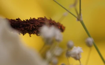 Stock Video Little Flowers Near A Big Flower Animated Wallpaper