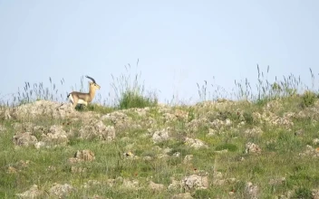 Stock Video Little Deer Walking In The Mountain Animated Wallpaper