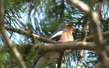 Stock Video Little Colorful Bird On A Tree Branch Animated Wallpaper