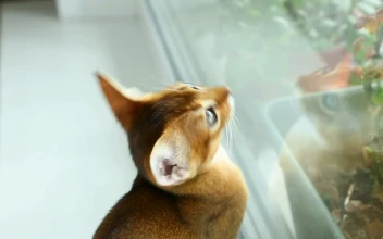 Stock Video Little Cat Staring At The Window Animated Wallpaper