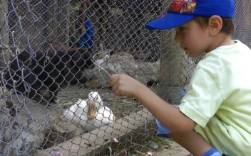 Stock Video Little Boy Feeding Rabbits In A Cage Animated Wallpaper